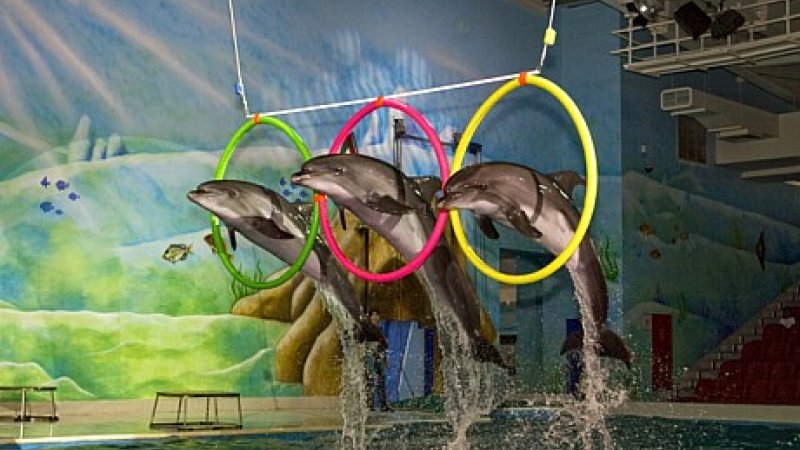 dubai-dolphinarium-dolphin-and-seal-show2